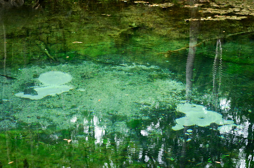 park water spring florida clear springs freshwater hightowersprings