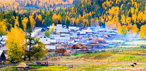 china trip travel autumn vacation panorama mountain color colour tree fall tourism nature colors beautiful beauty yellow horizontal rural forest season relax landscape countryside scenery colorful asia paradise peace tour village cattle outdoor vibrant smoke rustic scenic vivid peaceful panoramic journey serenity xinjiang remote serene relaxed picturesque secluded birchforest unexplored heystack baihabavillage