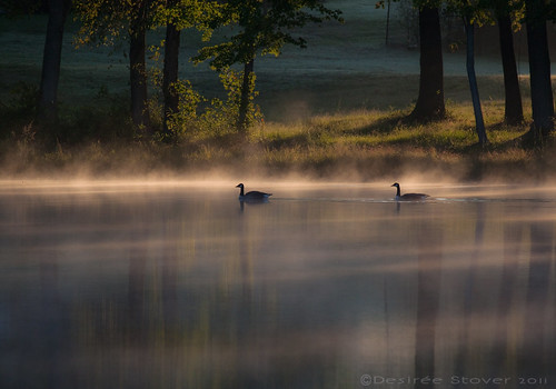 mist morning lake water lakebenson sunrise geese garner nc