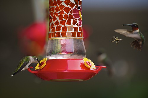 usa nature birds backyard texas hummingbirds alvin