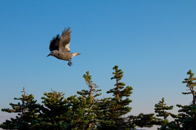 Bird Taking Flight at Mt. Rainier