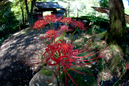 red flower green japan tokyo東京 yakushiikepark薬師池公園 lycorisradiataspiderlilyヒガンバナ tokinaatx107dxfisheye1017mmf3545 img523206