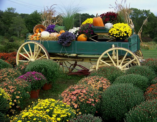 flowers autumn fall gourds wagon ma harvest mums southwick meadowviewfarm