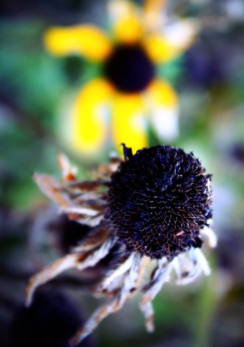 flower yellow illinois bokeh il princeton deadflower