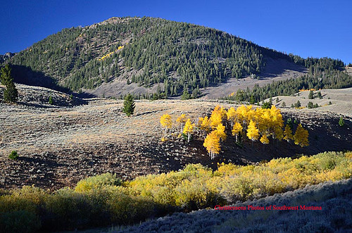 autumn southwest fall nature leaves forest nikon scenery montana sigma national dillon aspens beaverhead