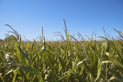 illinois corn farm