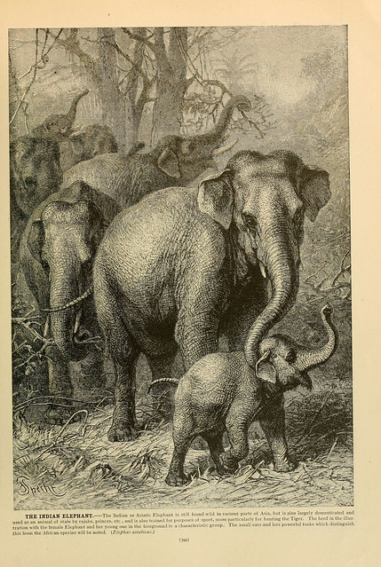 Drawing of Asian elephants. 