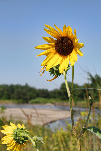 flower river nebraska sunflower elkhornriver