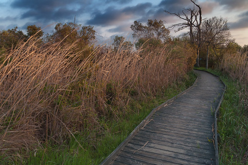 beach grass sunrise virginia nikon dale wildlife swamp virginiabeach carney backbay refuge lightroom sandbridge d90