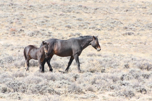 horses horse desert highdesert wyoming foal carboncounty greatdividebasin