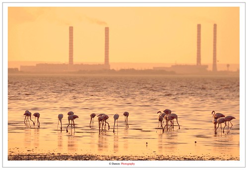 sunset sea sun plant green beach nature animal set nikon power dumb flamingo sigma flamingos right rights pollution disaster kuwait mm powerplant sewer sewers q8 70300 d90 nikkor70300mm nikond90
