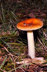 One 'shroom stands alone
