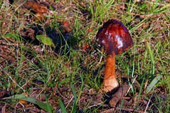 Brown, domed mushroom