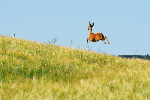 blue sky green nature field animal gold jump wildlife grain away run deer leap