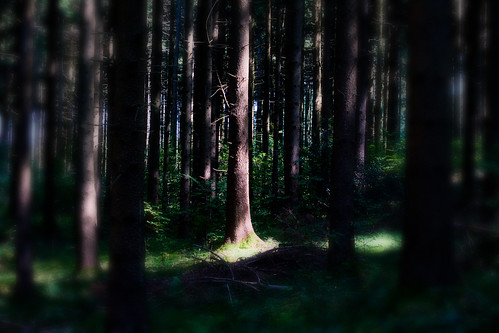 wood tree nature forest germany munich münchen bayern deutschland bavaria niceshot natur wald baum 2011 aubing canon50d aubingerlohe blichb