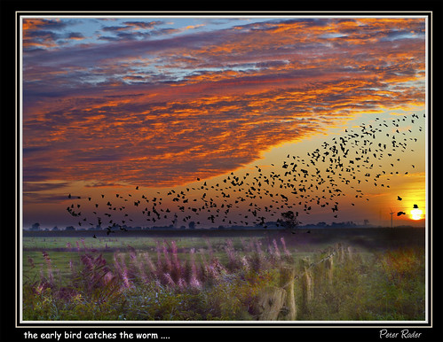 nature sundown skysun aflockofbirds