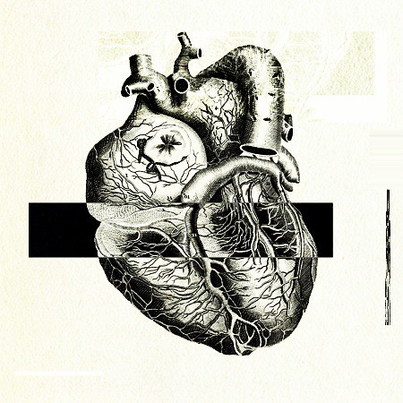 Heart anatomy 03 | Flickr - Photo Sharing!