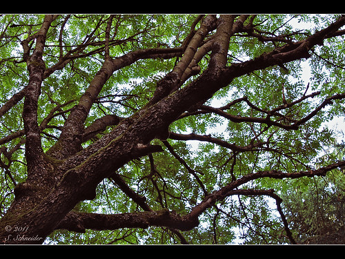 sky tree nature leaves forest germany deutschland hessen natur himmel wald blätter baum ldk haiger lahndillkreis lahndill