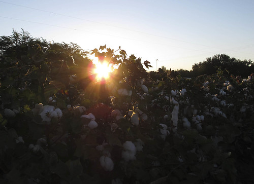 sun sunrise cotton magichour