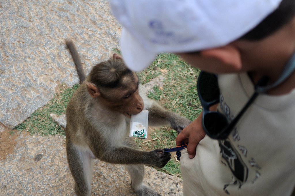 Hampi (India) - The thief monkey | AnyRoadAnywhere | Flickr