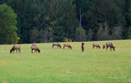 autumn nature nikon doe deer elk fawns whitetail sandpoint northidaho centervalley bullelk cowelk d40x