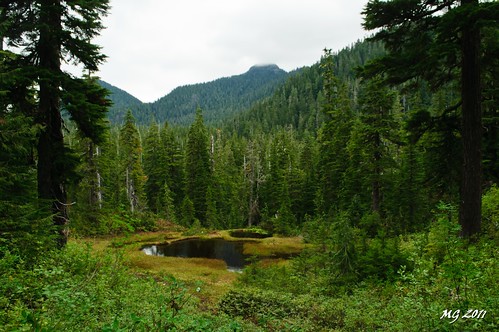 trees cloud mountain canada mountains tree green nature wet water clouds forest pond nikon walk hike ponds soggy