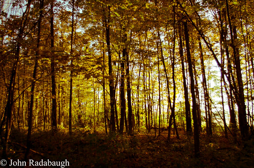 park trees fall colors outside outdoors deer foliage vegetation delaware deerhavenpark