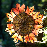 Norwegian Maple Autumn Fire Wheel