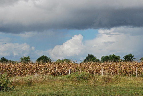 france field countryside corn plantation campaign périgordvert