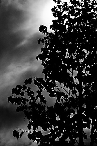 light sky blackandwhite white plant black tree