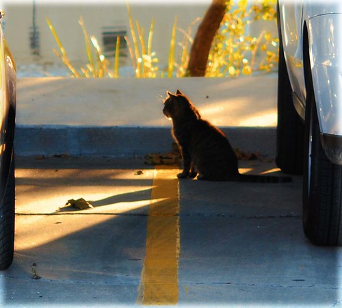 sunset cat louisiana kitty henderson feralcat breauxbridge patsfishermanswharf