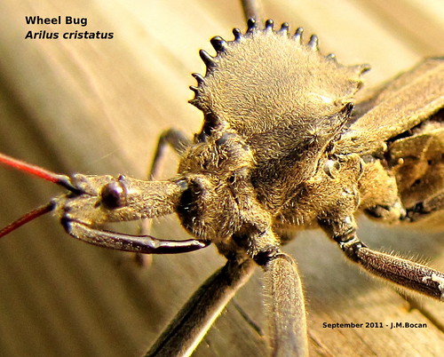 insects bugs wheelbug ariluscristatus