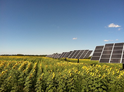 green solar sunflower renewableenergy solarenergy renewables solarfarm