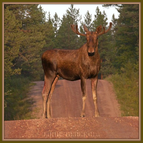 nature pine forest suomi finland moose metsä lappi teva luonto mänty hiekkatie hirvi sandroad jannemaikkula hirvas marrasjärvi ikithule