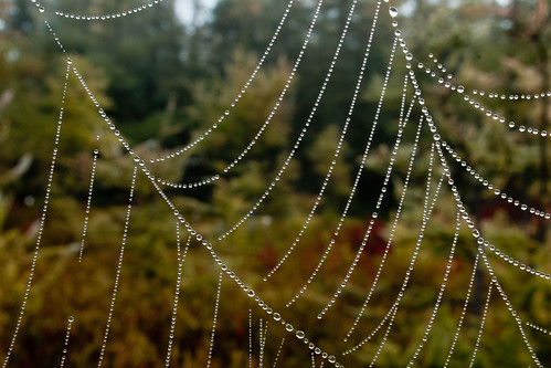 ontario sunrise spiderwebs londonontario southernontario siftonbog