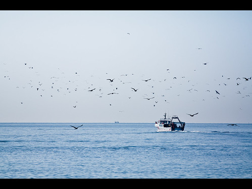 mer nature birds port canon boat fishing seagull bateaux rosas espagne oiseaux canon70200f4l pêche mouettes méditérannée canon450d