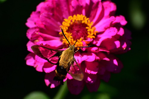 pink flower green garden tn tennessee sting grand junction bee