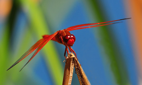 red color nature insect colorful dragonfly insects naturalbeauty naturephotography macrophotography odonata anisoptera epiprocta kirbysdropwing