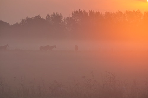 morning sun mist nature netherlands sunrise early farming stock dew land amersfoort vathorst arrrrt arjenvanderbroek arrrrtcom