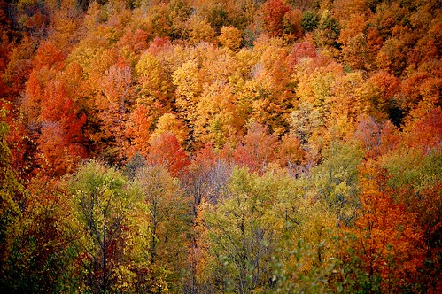 trees fallcolor upstatenewyork newyorkstate autumncolor otsegocounty sharonsprings edbrodzinsky