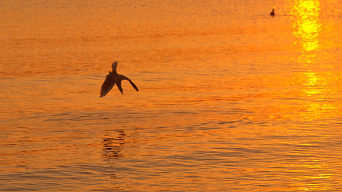 morning bird beach animal strand sunrise pier seagull möwe sonnenaufgang ostsee tier vogel binz rügen goldwildlife seebrücke