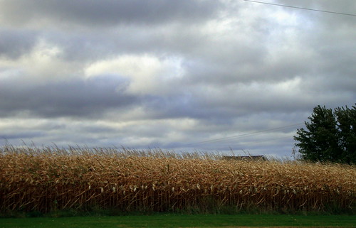 tree wisconsin corn cornfield cloudy overcast powerlines cornstalks wi stalks electricwires electriclines driedcorn bakerville centralwisconsin