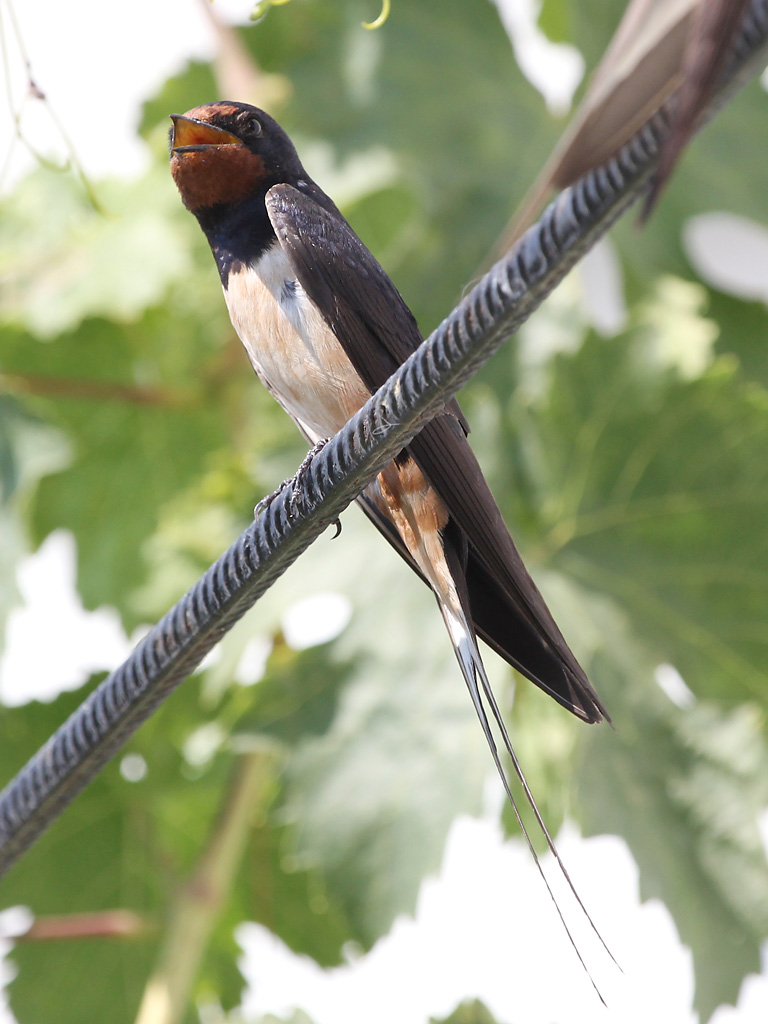 Photograph titled 'Barn Swallow'
