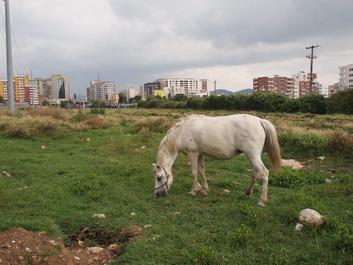 horse albania cavallo tirana tiranaekspress
