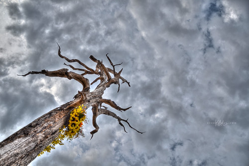 wood flowers tree nature clouds dead texas branches sunflower twisted hdr