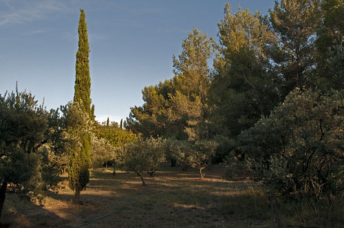 france frankrijk provence cypresses pinetrees 1000 1000views olivetrees pijnbomen bouchesdurhône saintremydeprovence cypressen olijbomen