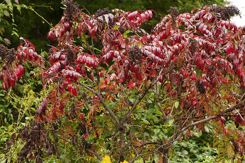 pink red plants va rosidae sapindales sumacanacardiaceae vanative vmnriv11