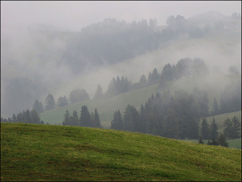 trees italy mist alberi meadow nebbia prato südtirol alpedisiusi trentinoaltoadige