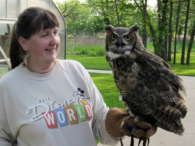 Great Horned Owl