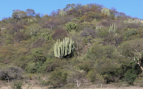 plants latinamerica forest cacti mexico landscapes flickr desert 2006 oaxaca mex gpsapproximate